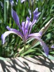 兰花 马兰花