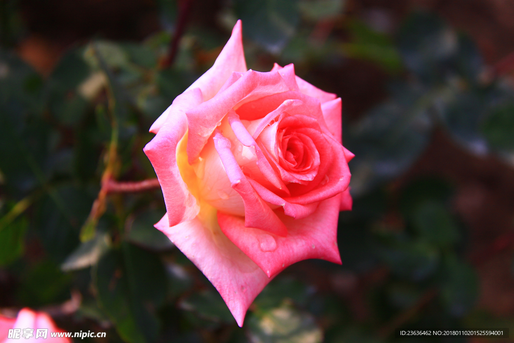 秋拍 精品 高清 特写月季花