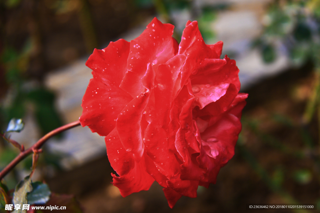 秋拍 精品 高清 特写月季花