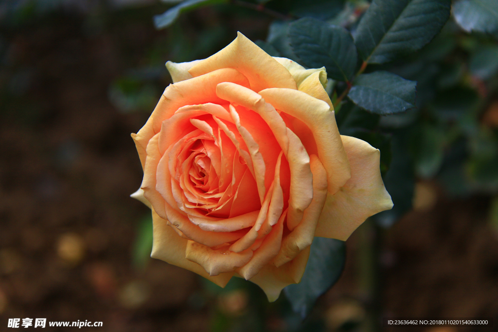 秋拍 精品 高清 特写月季花