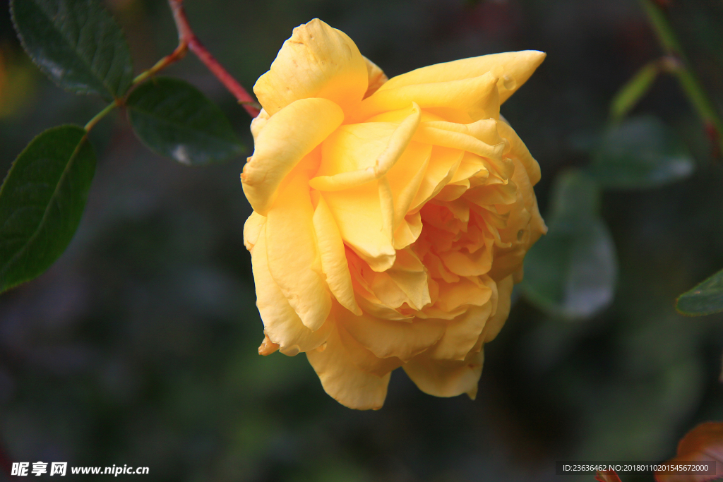 秋拍 精品 高清 特写月季花