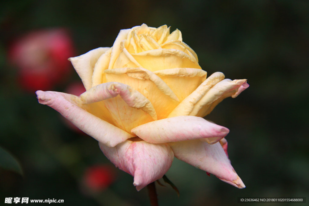 秋拍 精品 高清 特写月季花