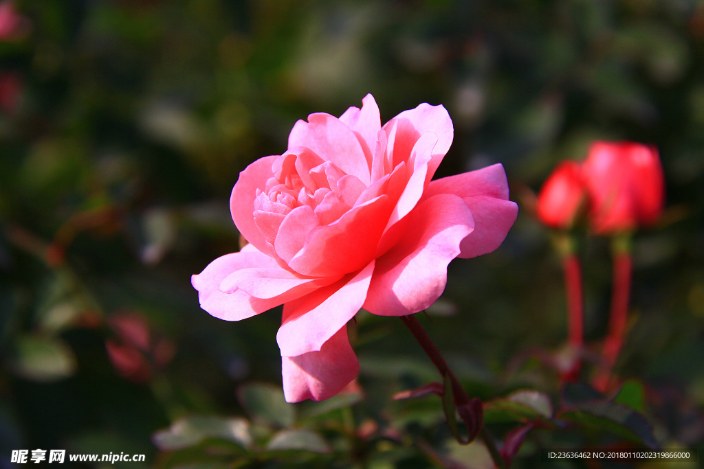 秋拍 精品 高清 特写月季花