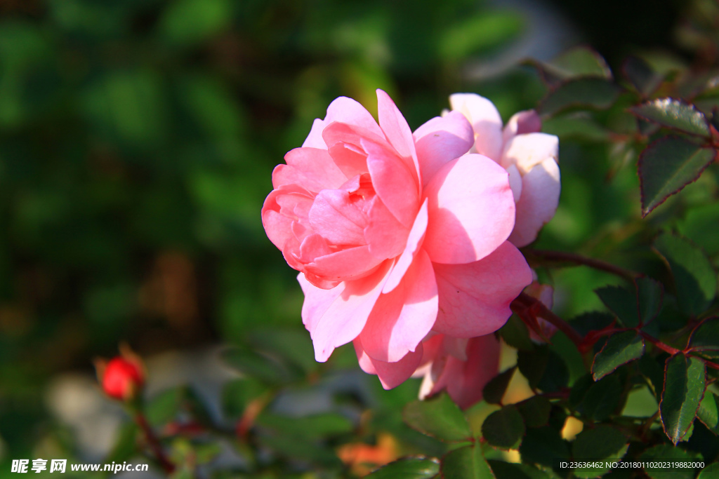 秋拍 精品 高清 特写月季花