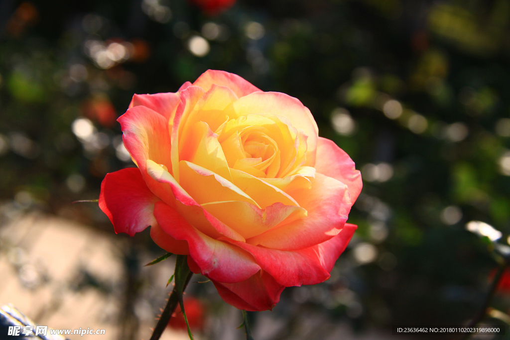 秋拍 精品 高清 特写月季花