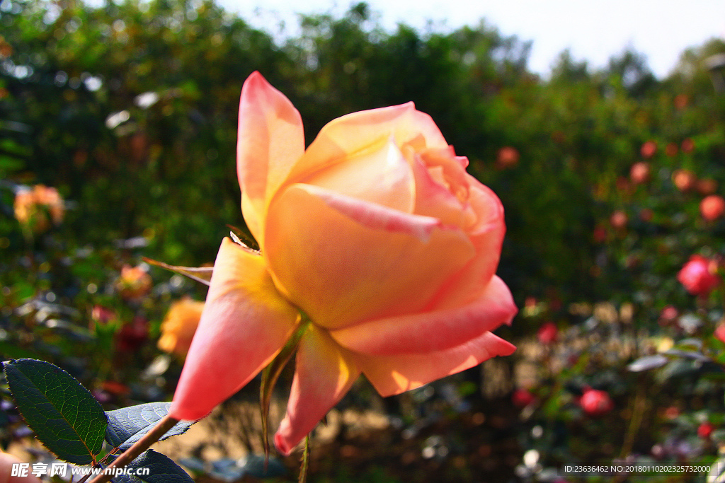 秋拍 精品 高清 特写月季花