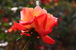 秋拍 精品 高清 特写月季花