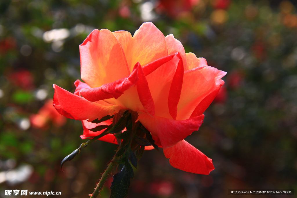 秋拍 精品 高清 特写月季花