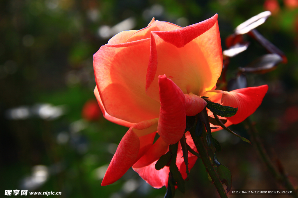 秋拍 精品 高清 特写月季花