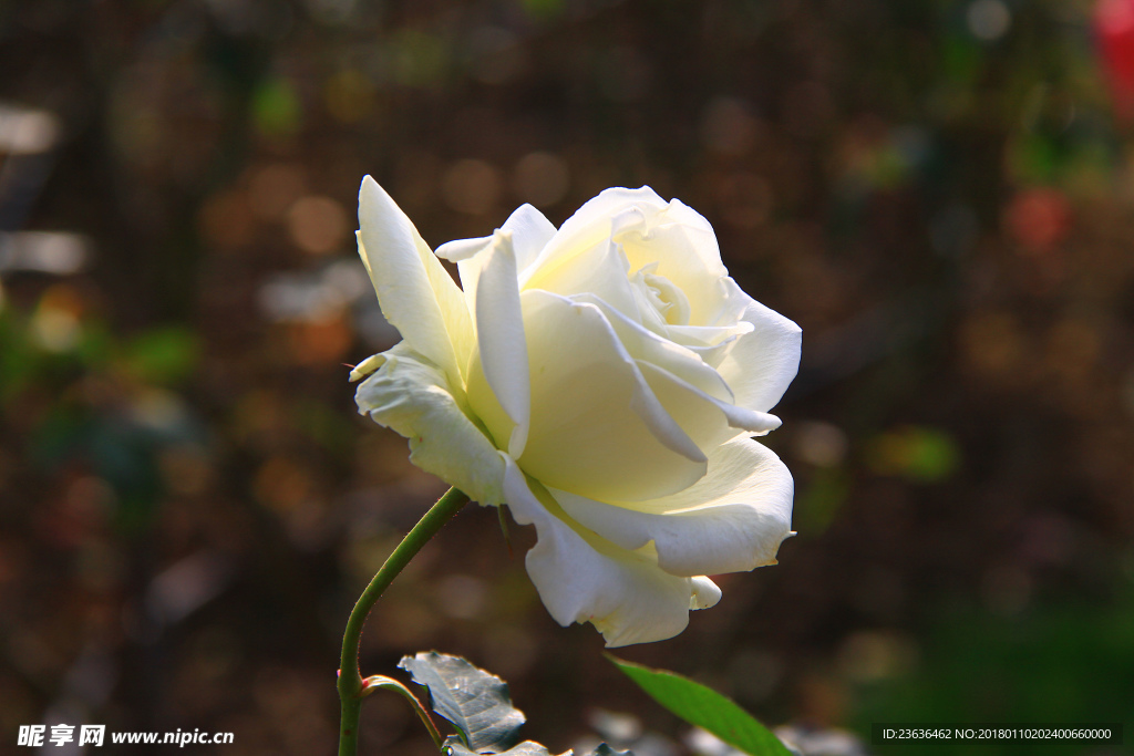 秋拍 精品 高清 特写月季花