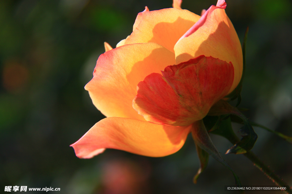 秋拍 精品 高清 特写月季花