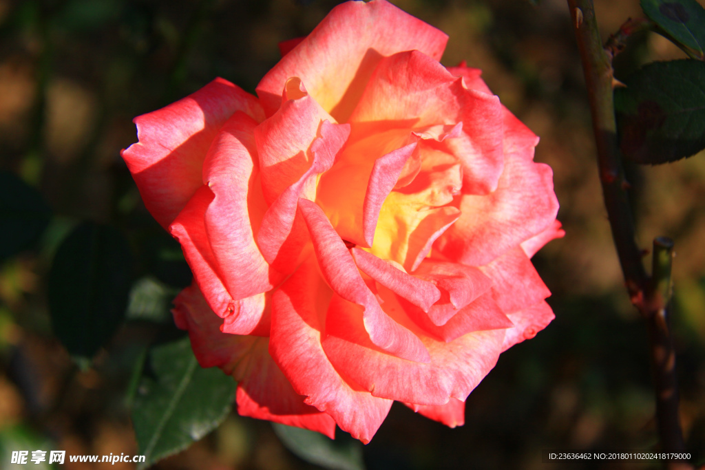 秋拍 精品 高清 特写月季花