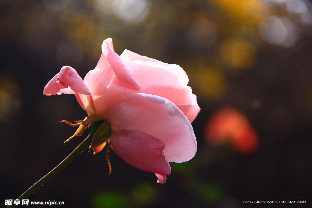 秋拍 精品 高清 特写月季花