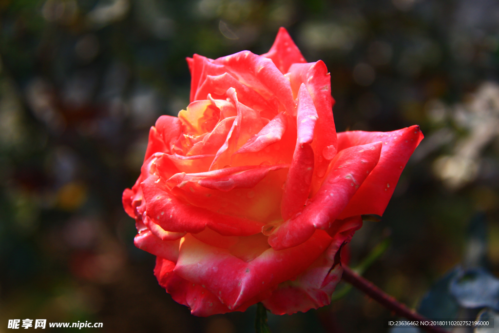 秋拍 精品 高清 特写月季花