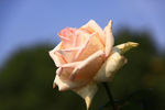 秋拍 精品 高清 特写月季花