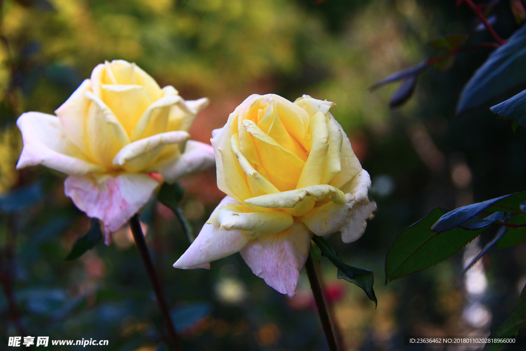 秋拍 精品 高清 特写月季花