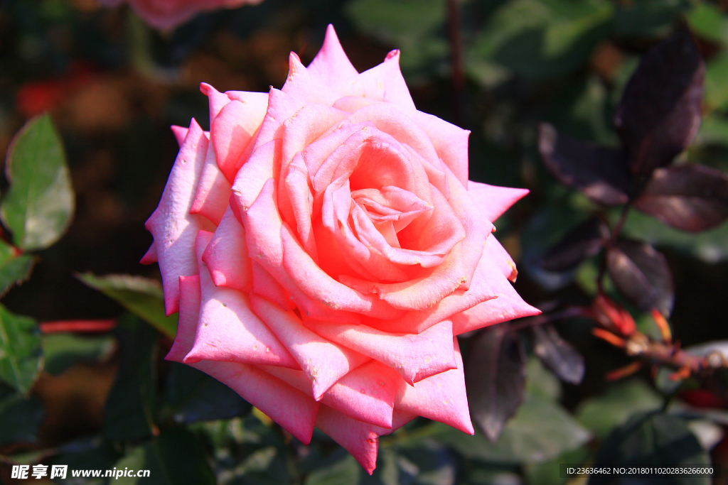 秋拍 精品 高清 特写月季花