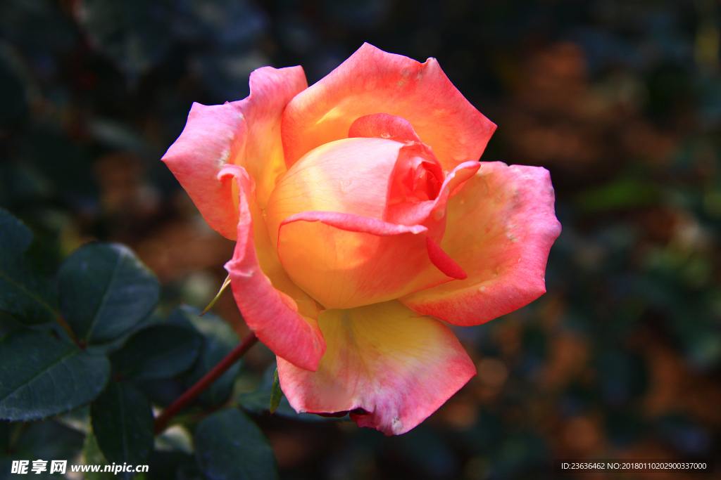 秋拍 精品 高清 特写月季花