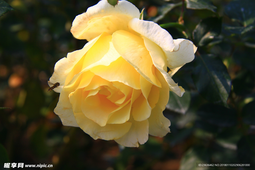 秋拍 精品 高清 特写月季花