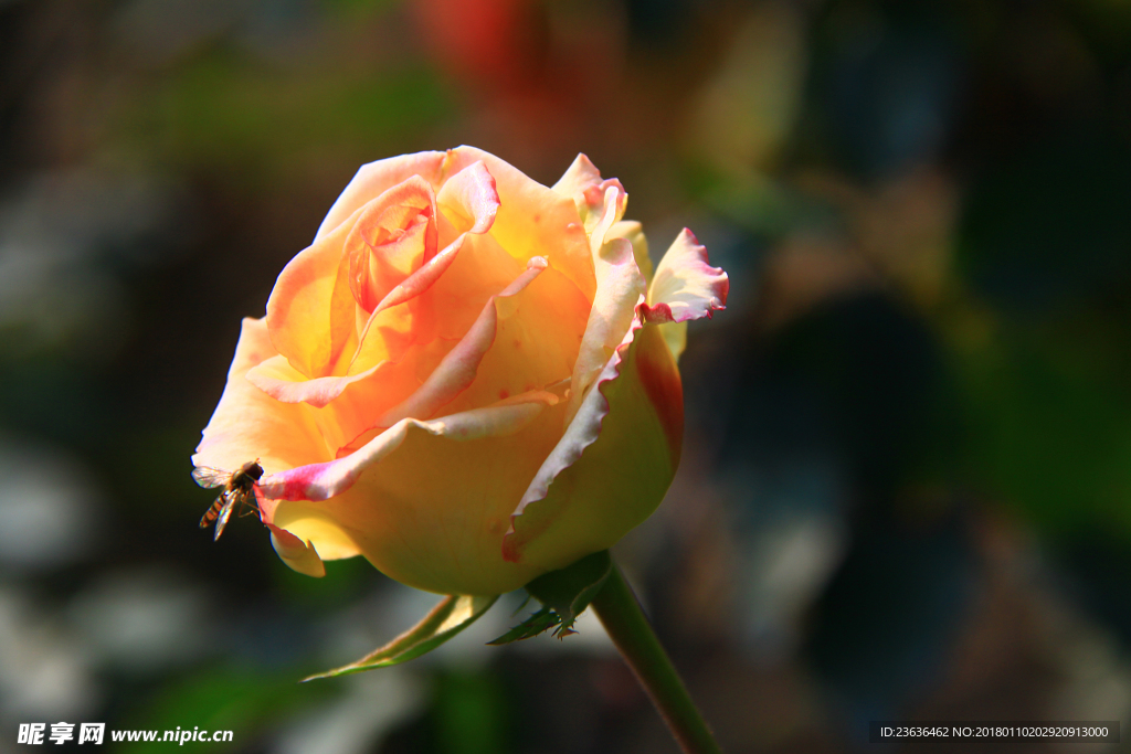 秋拍 精品 高清 特写月季花