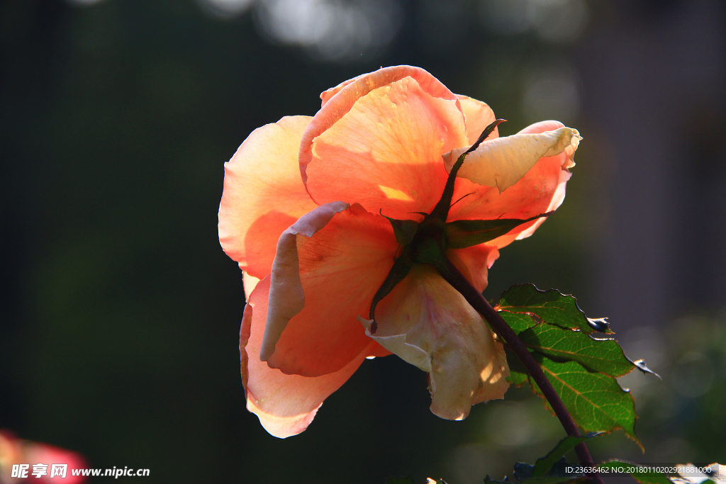 秋拍 精品 高清 特写月季花