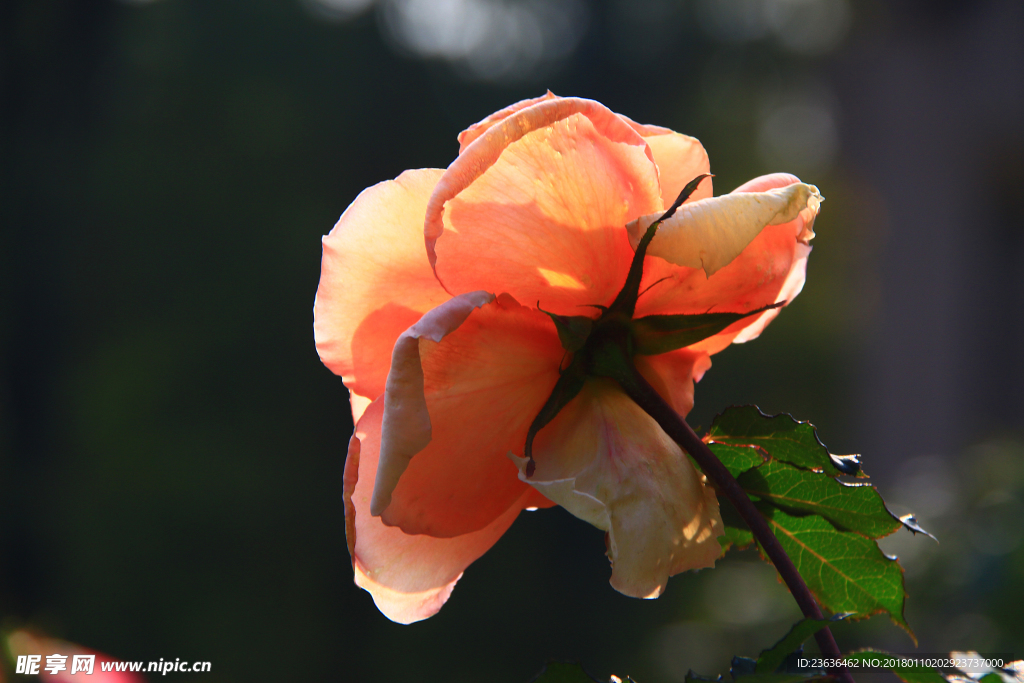 秋拍 精品 高清 特写月季花