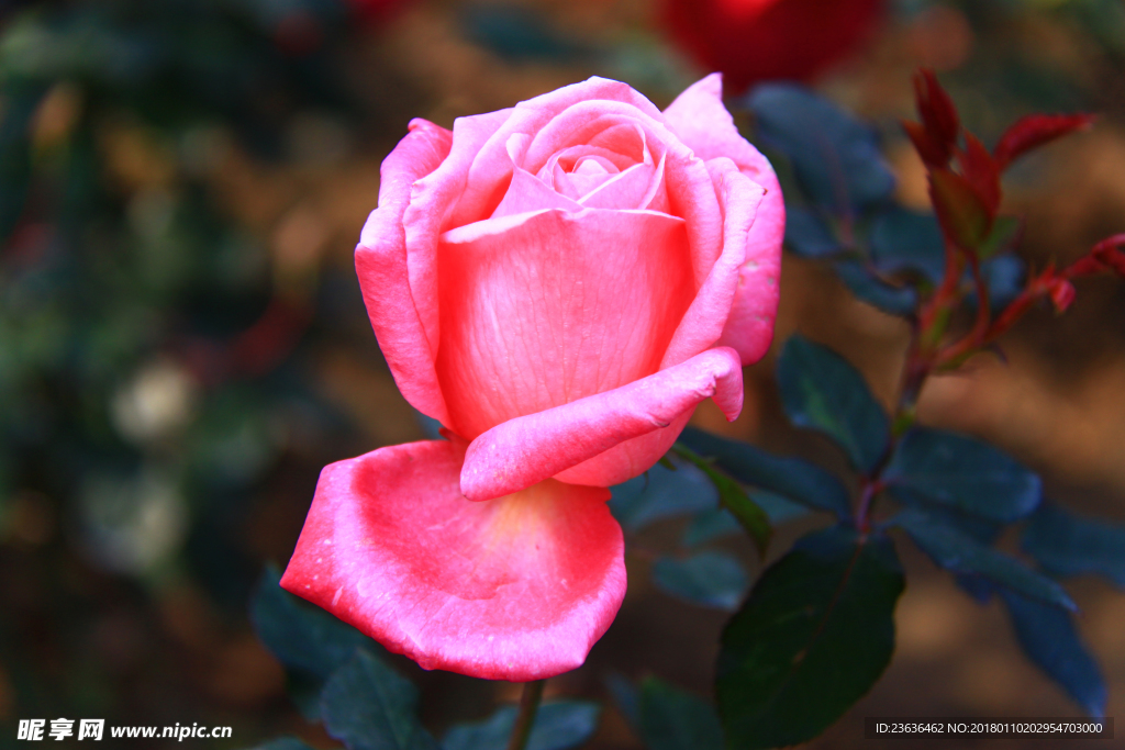 秋拍 精品 高清 特写月季花