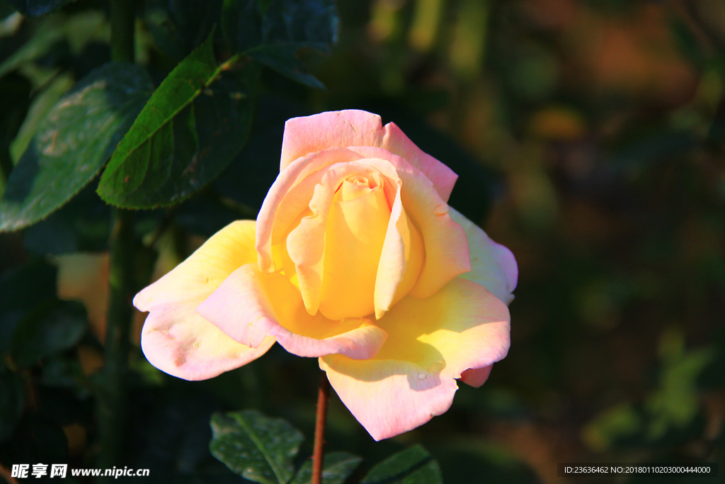 秋拍 精品 高清 特写月季花