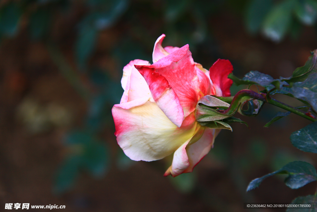 秋拍 精品 高清 特写月季花