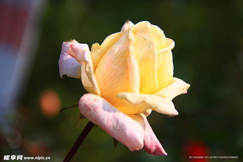 秋拍 精品 高清 特写月季花