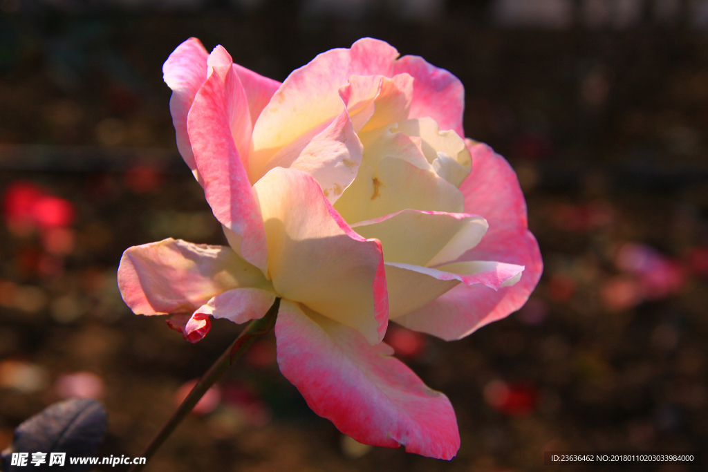 秋拍 精品 高清 特写月季花