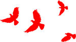 鸽子