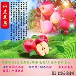 苹果   山东苹果