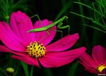 花与螳螂