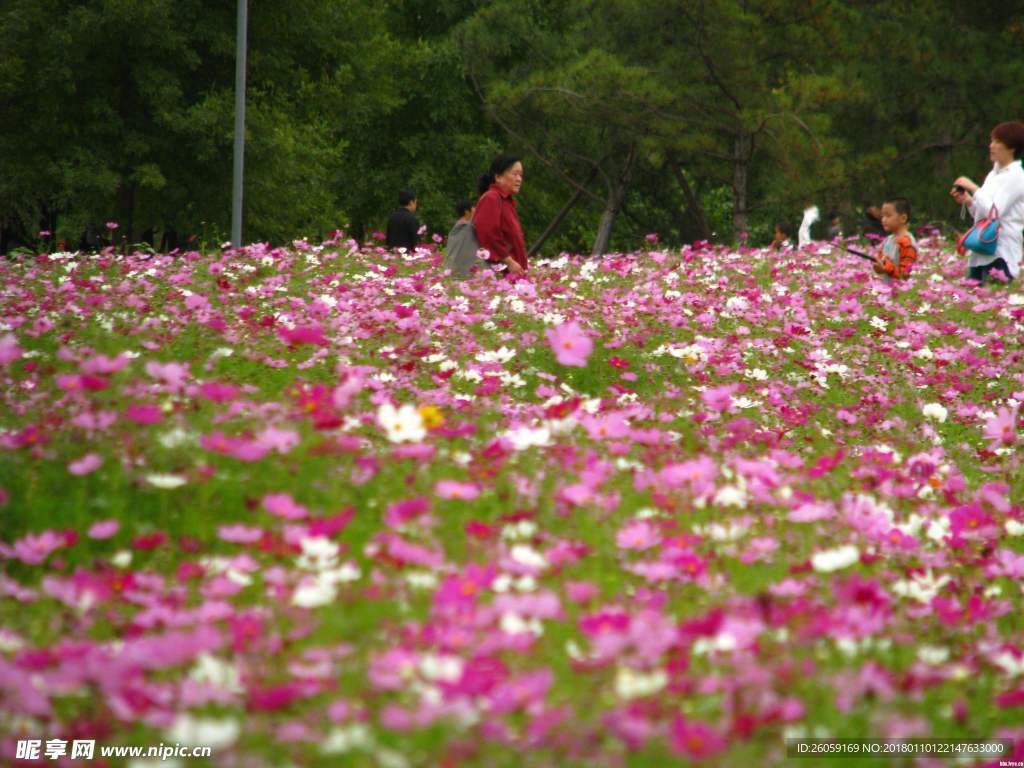 波斯菊