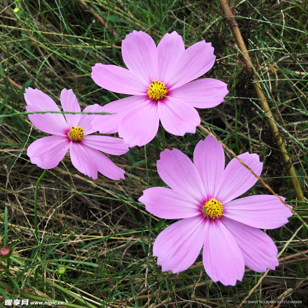 三朵小粉花