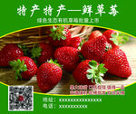 草莓不干胶