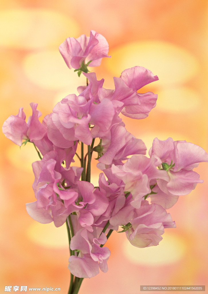 粉色鲜花