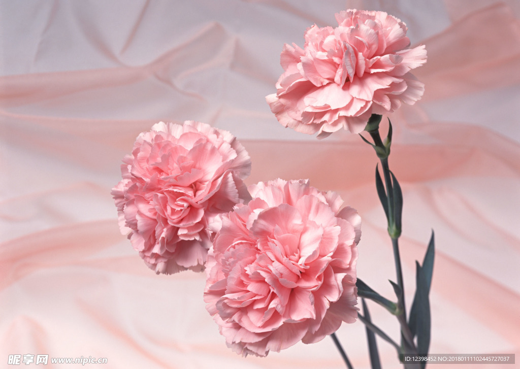 粉色鲜花