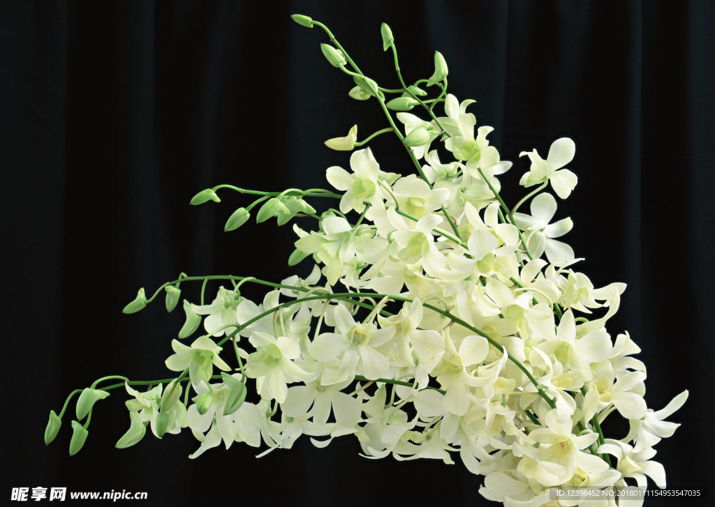 美丽的鲜花 鲜花 花朵 花草