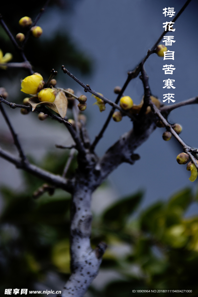梅花