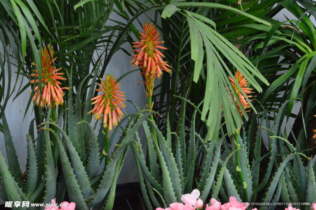 芦荟花