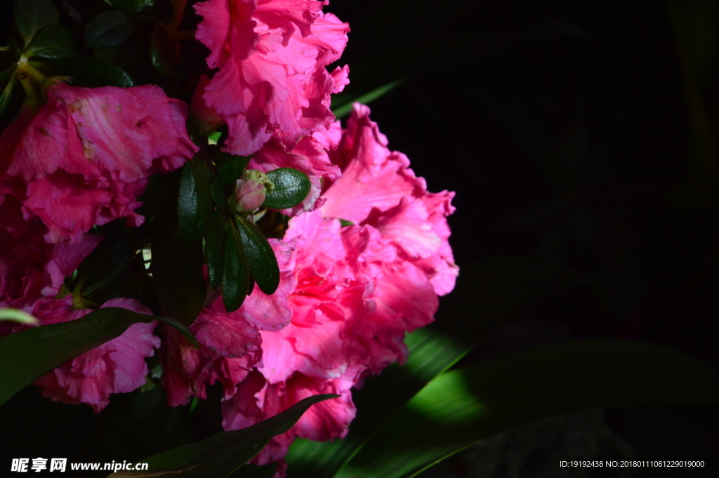 杜鹃花