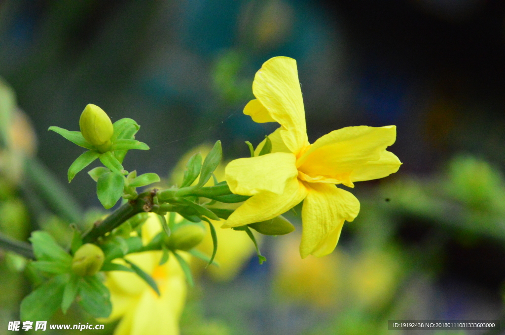 小黄花