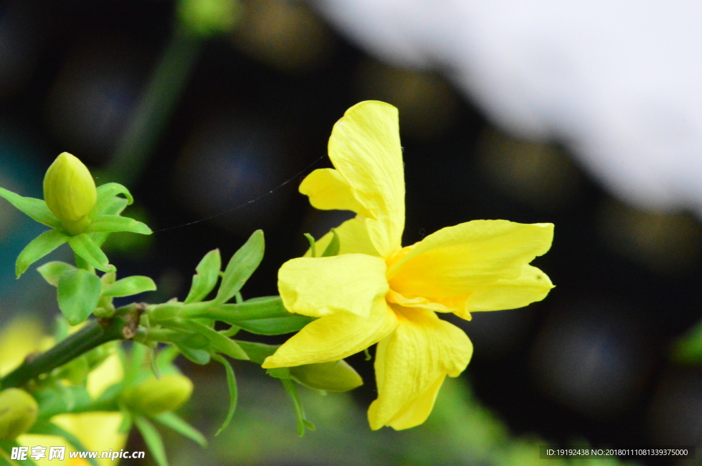 小黄花