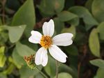 小白花