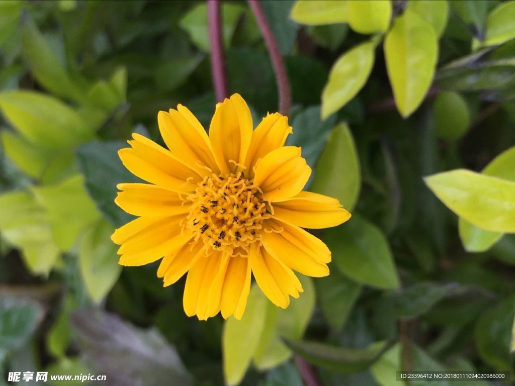 小黄花