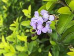 小紫花