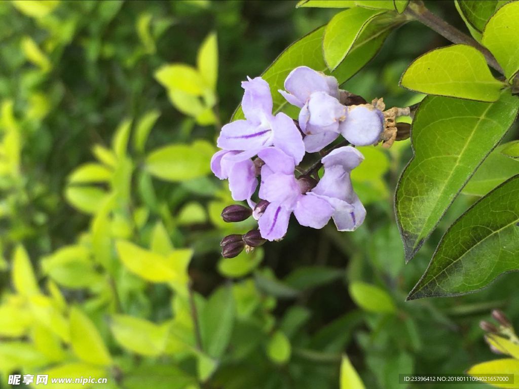 小紫花