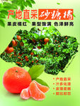 砂糖橘